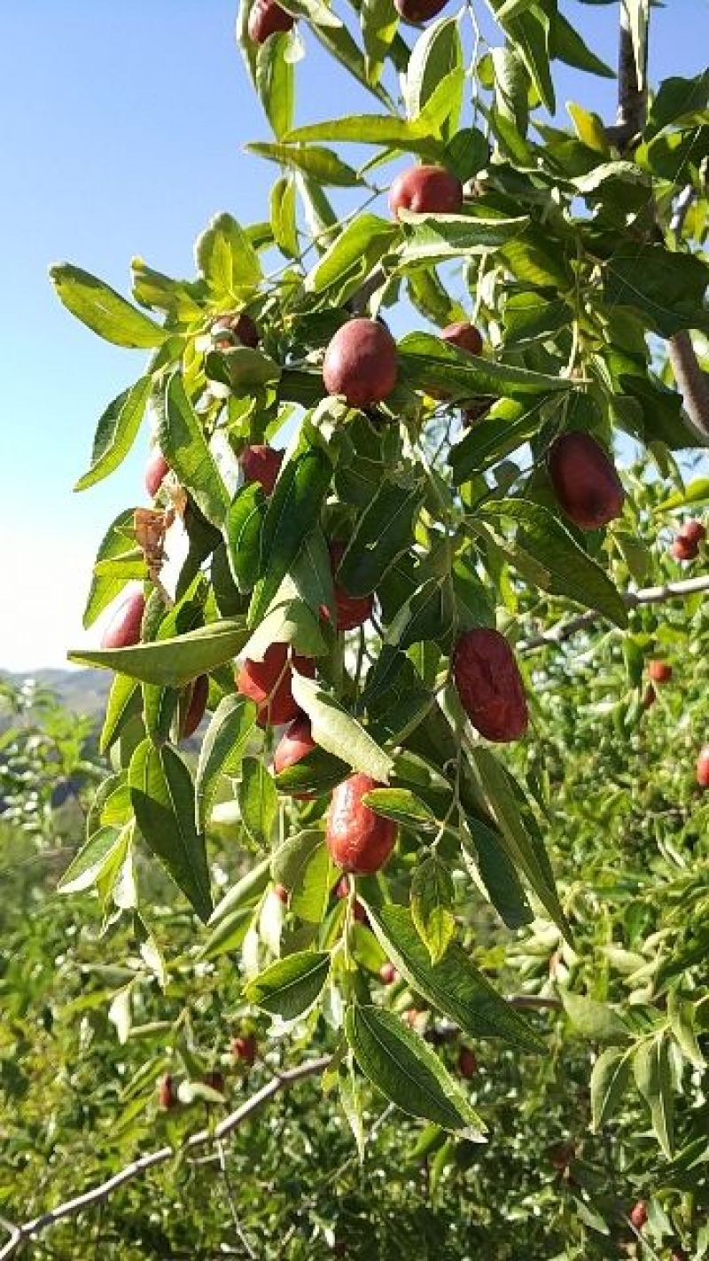 陕北黄河滩枣红枣