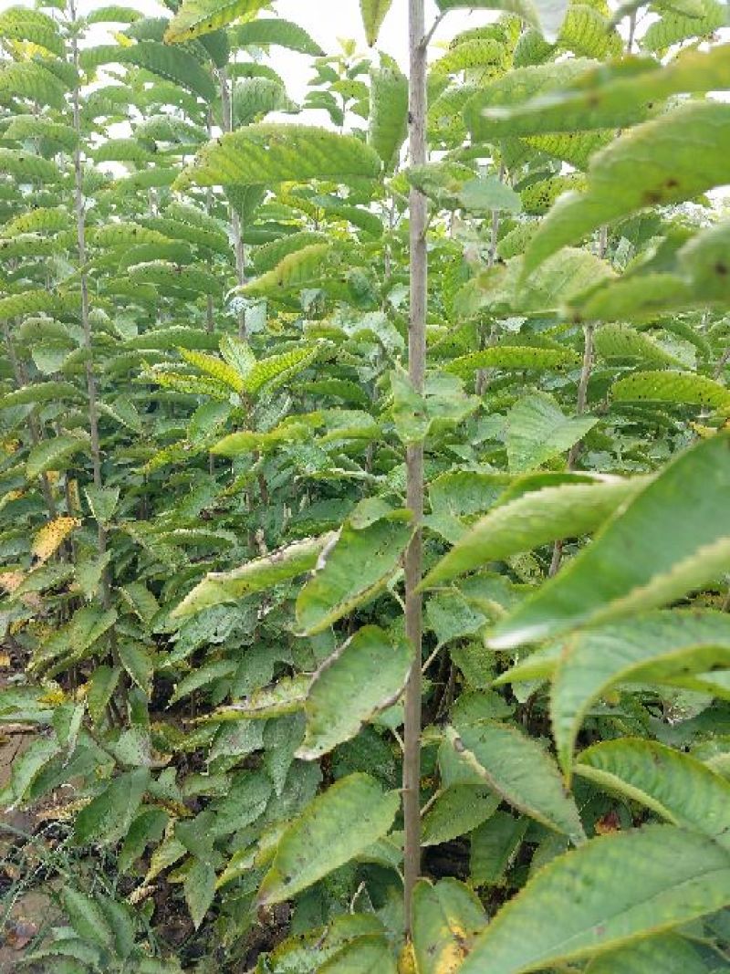 樱桃苗,大青叶,马哈利,吉塞拉系列,考特砧木与种子