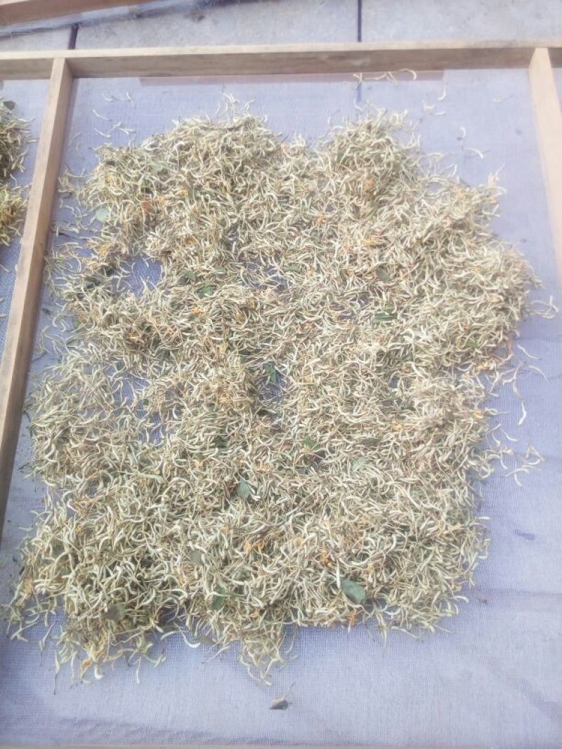 金银花