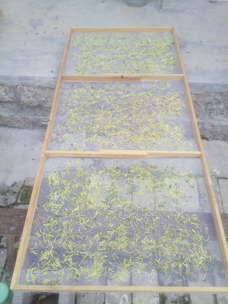 金银花