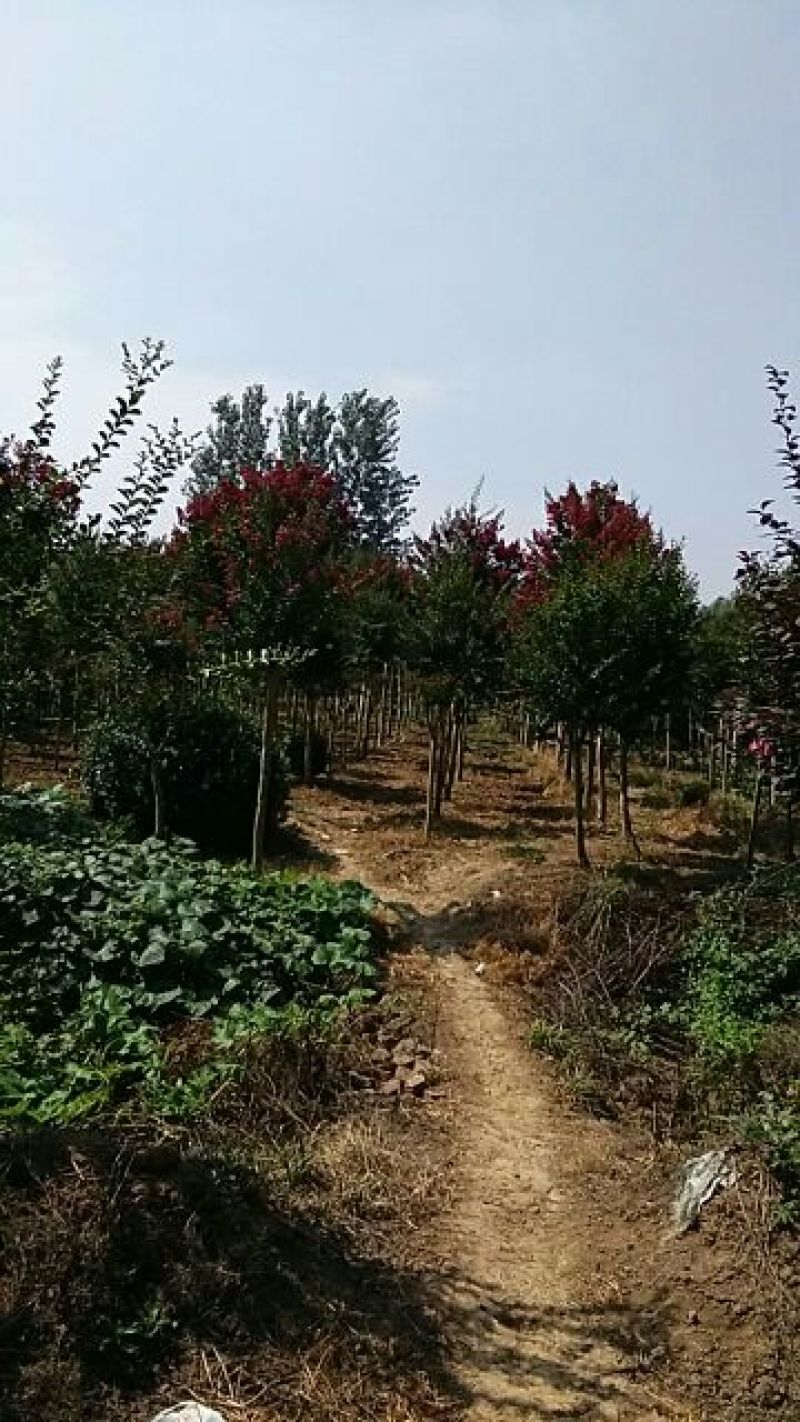紫薇苗紫薇树苗红火箭紫薇花苗百日红紫薇小苗占地拆迁树苗绿