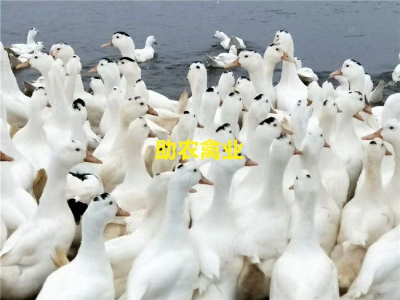 一点头鸭苗