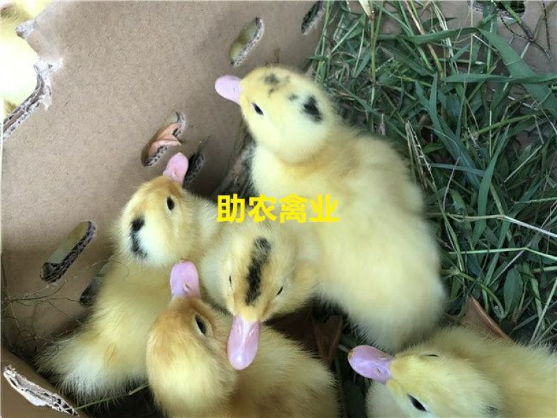 一点头鸭苗