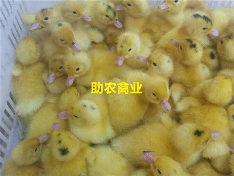 一点头鸭苗