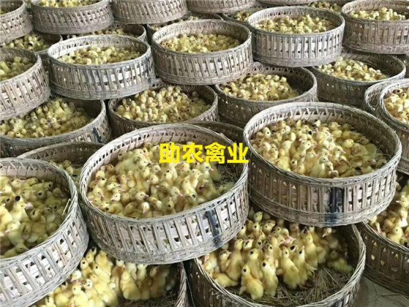 一点头鸭苗