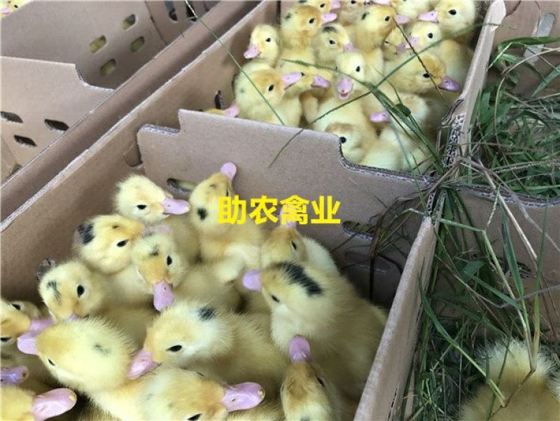一点头鸭苗