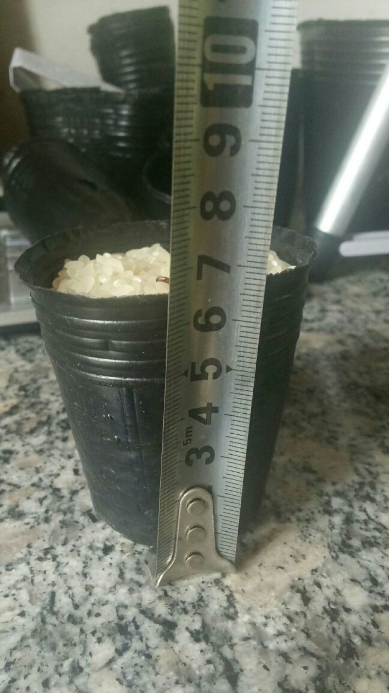 营养钵学名8乘8每件一万个