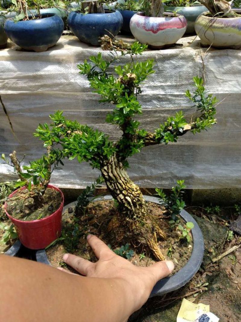 长期提正宗小叶皱皮雀舌黄杨盆景素材
