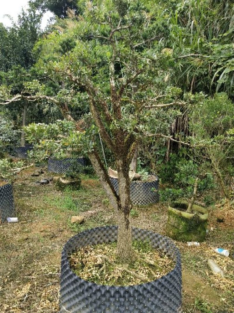 长期提正宗小叶皱皮雀舌黄杨盆景素材
