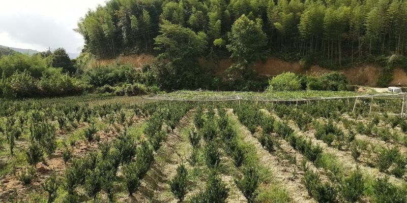 长期提正宗小叶皱皮雀舌黄杨盆景素材