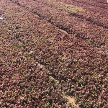 红景天基地直供质优价廉欢迎实地考察