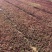 红景天基地直供质优价廉欢迎实地考察