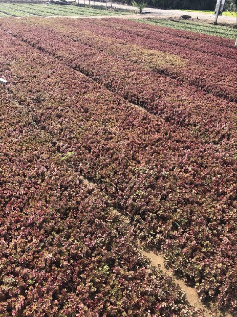 红景天基地直供质优价廉欢迎实地考察