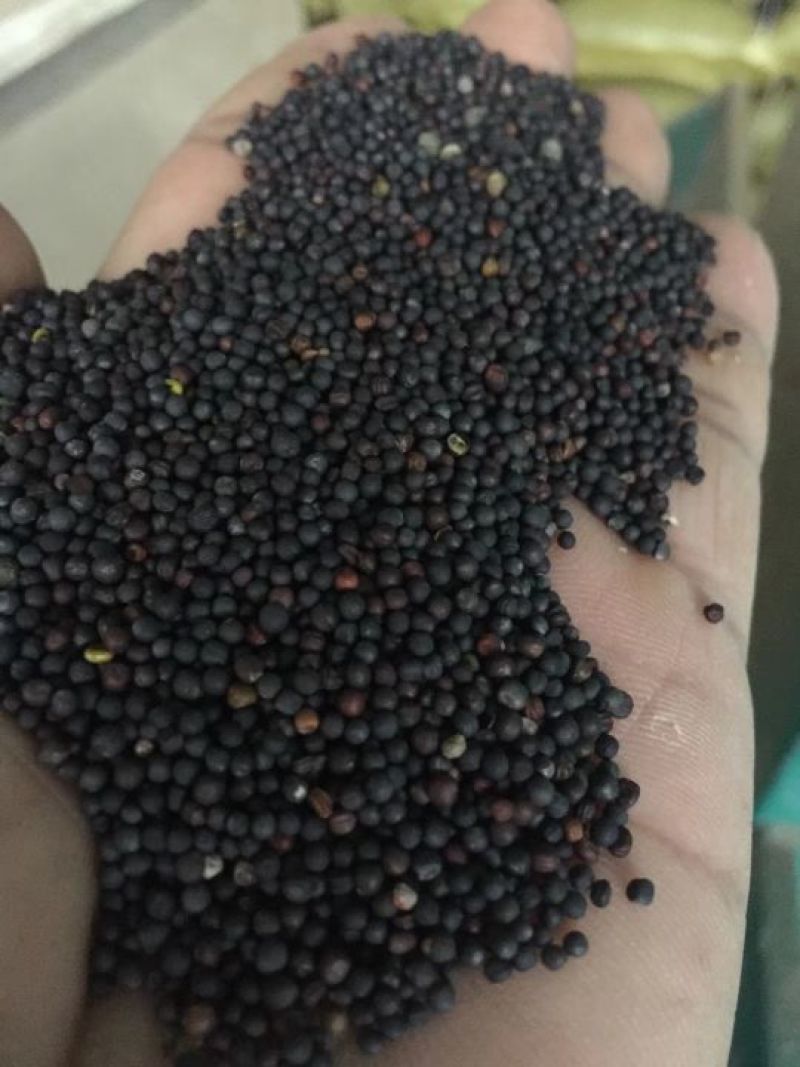 新油菜籽