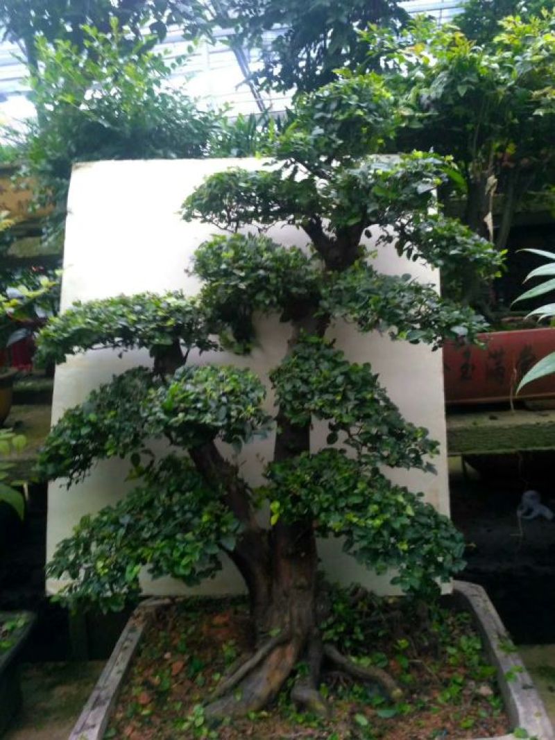 精品盆景继续