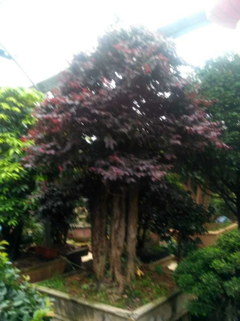 精品盆景继续