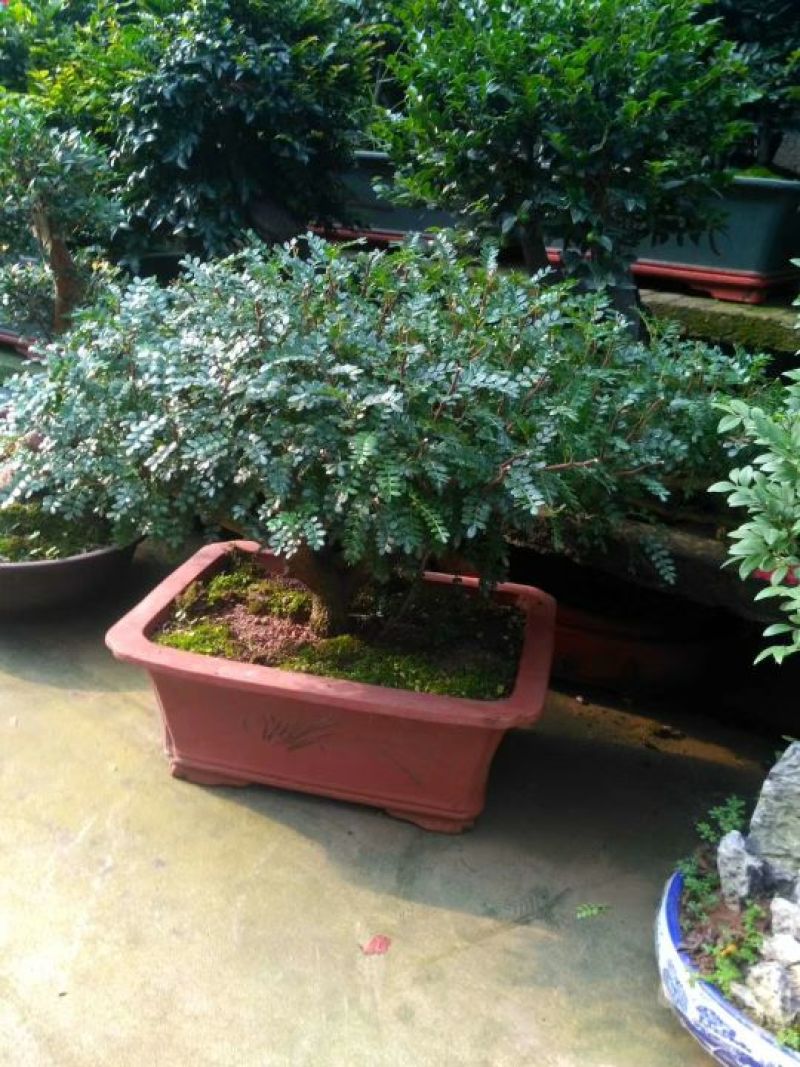 精品盆景继续