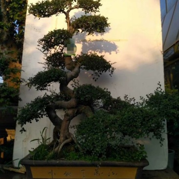 精品盆景继续