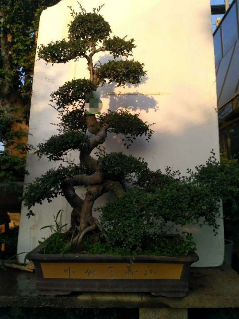精品盆景继续
