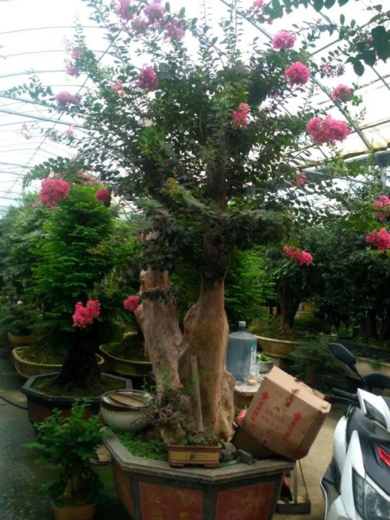 精品盆景继续