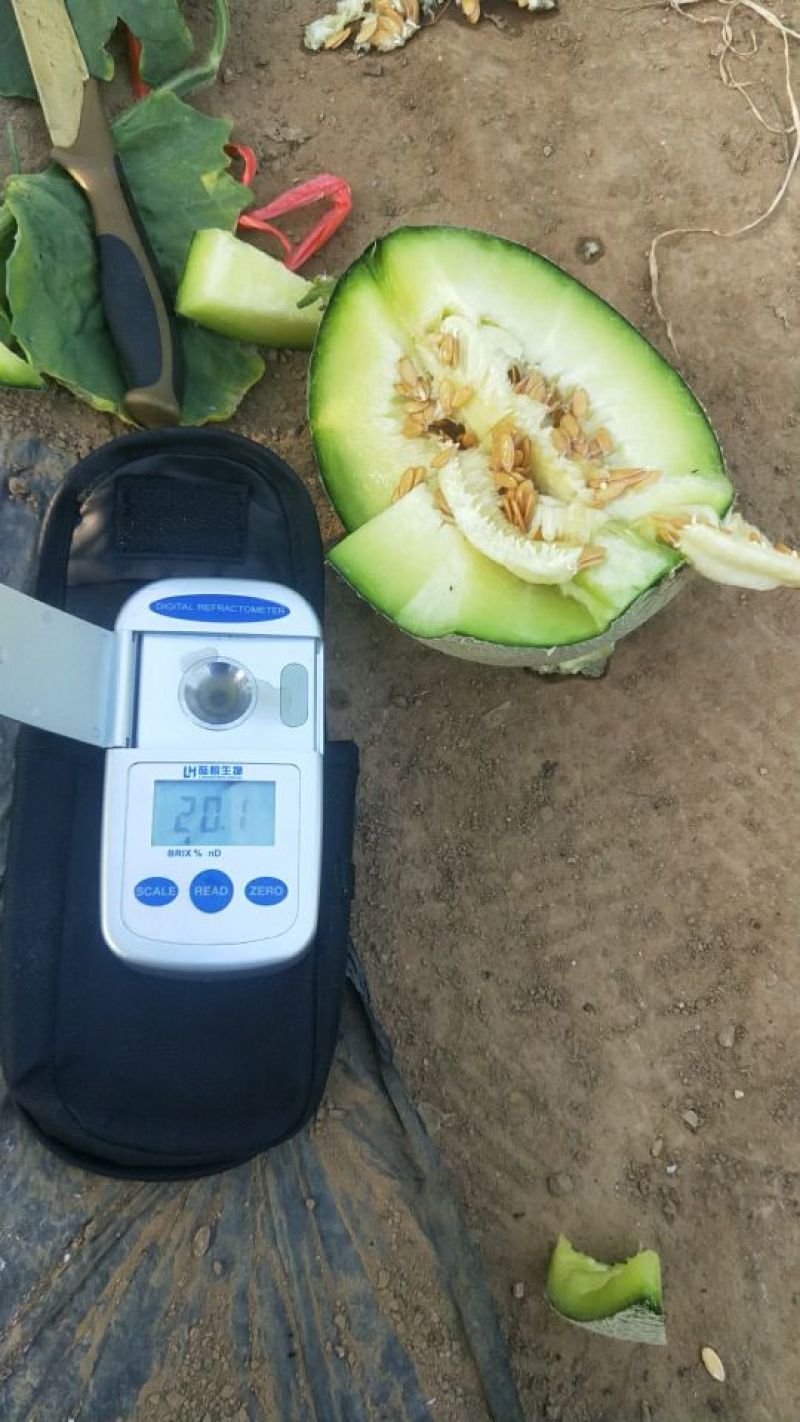网纹瓜山东基地直发合作共赢