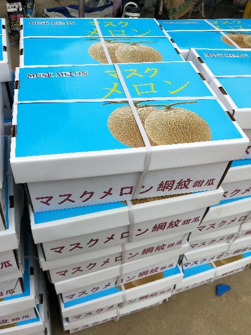 网纹瓜山东基地直发合作共赢