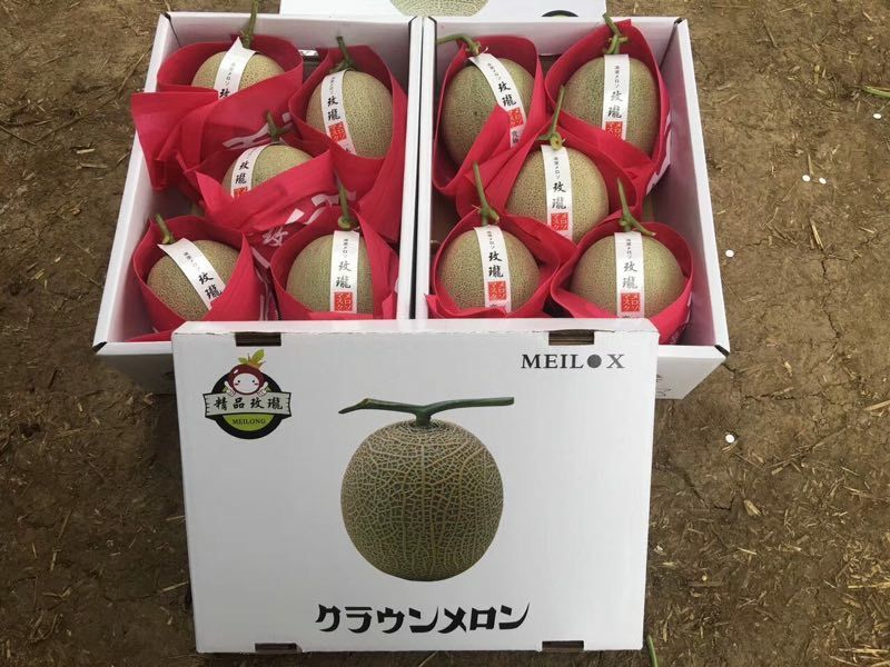 网纹瓜山东基地直发合作共赢