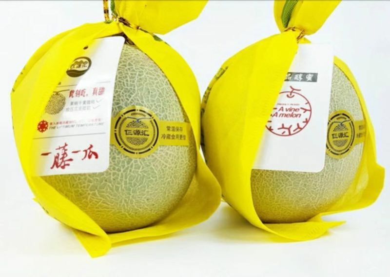 网纹瓜山东基地直发合作共赢