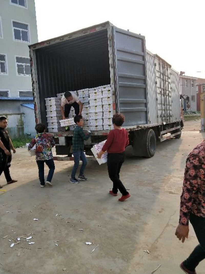 网纹瓜山东基地直发合作共赢
