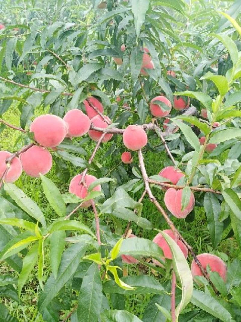 七彩云南，高原原生态生态山地品质好，果大
