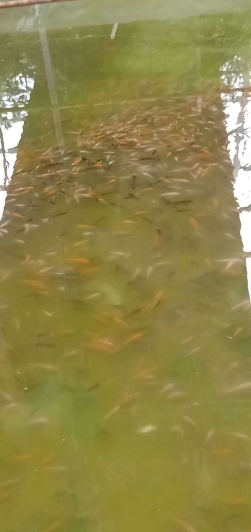 锦鲤