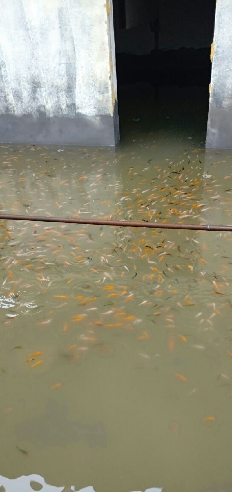 锦鲤
