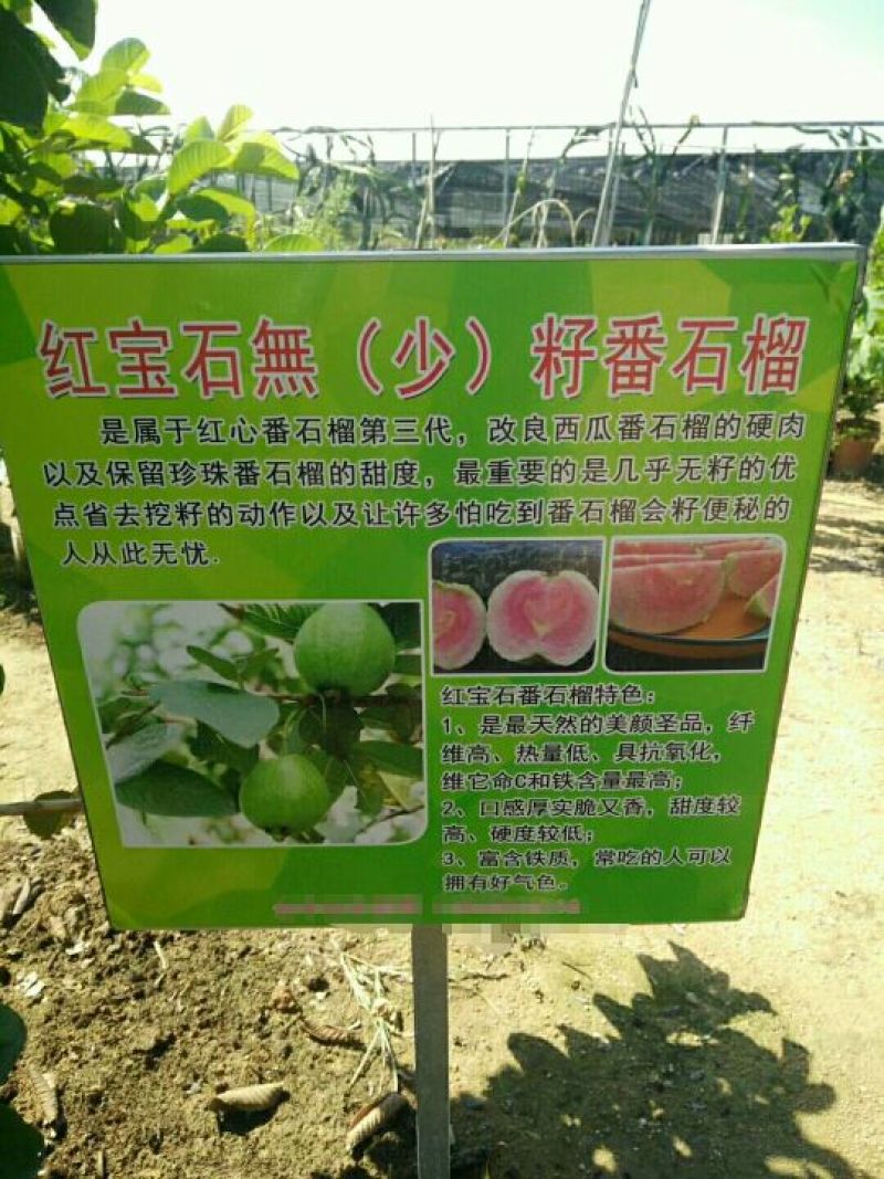 红宝石芭乐苗番石榴苗红宝石少籽芭乐红心芭乐