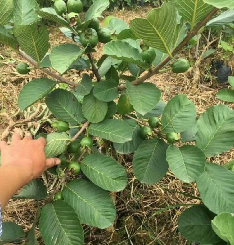 红宝石芭乐苗番石榴苗红宝石少籽芭乐红心芭乐