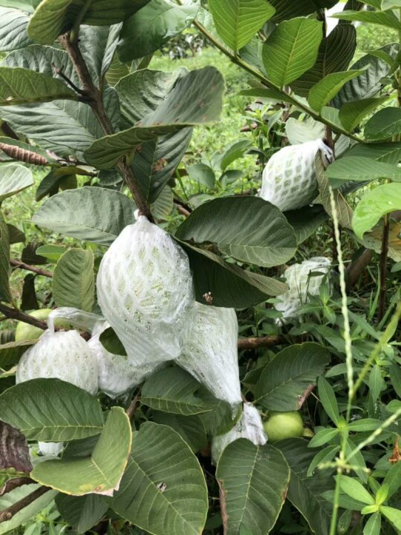 红宝石芭乐苗番石榴苗红宝石少籽芭乐红心芭乐