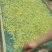 金银花