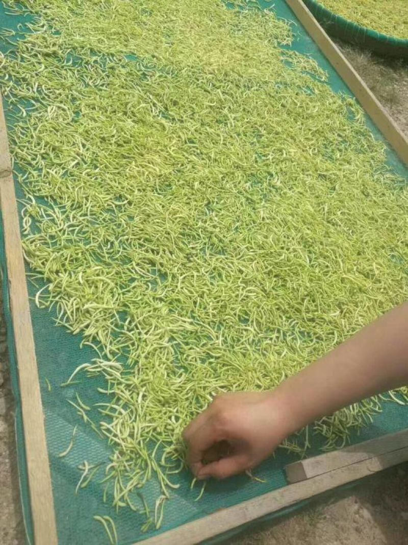 金银花