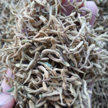 金银花
