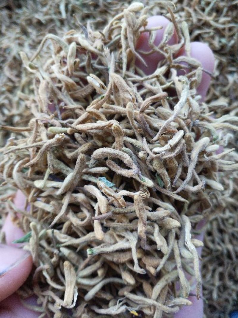 金银花