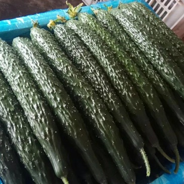 大量供应精品油亮黄瓜