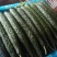 大量供应精品油亮黄瓜