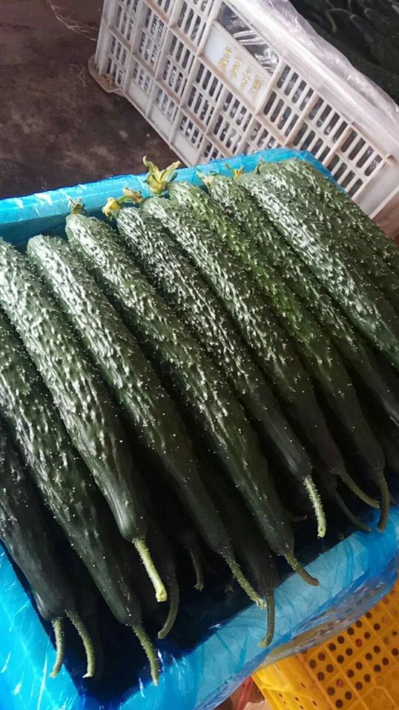 大量供应精品油亮黄瓜