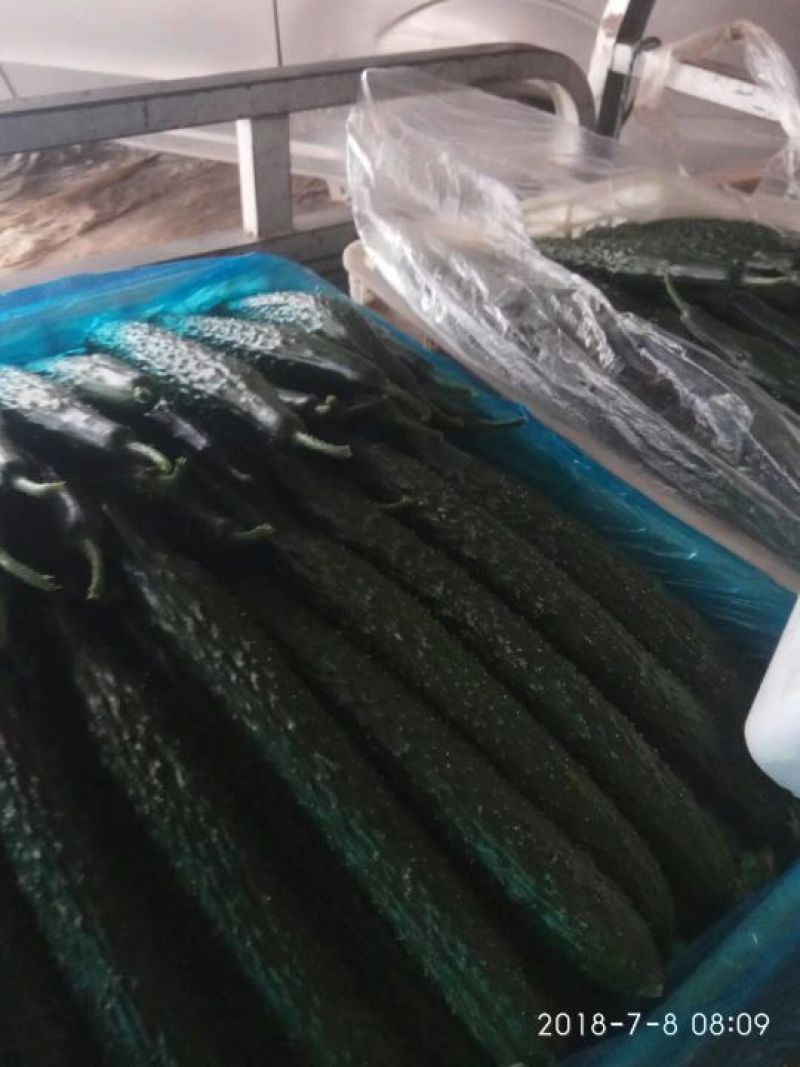 大量供应精品油亮黄瓜