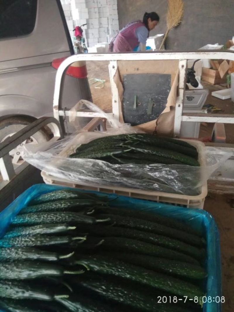 大量供应精品油亮黄瓜