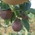基地直销1-3公分优质红香酥梨树苗玉露香梨树苗价格