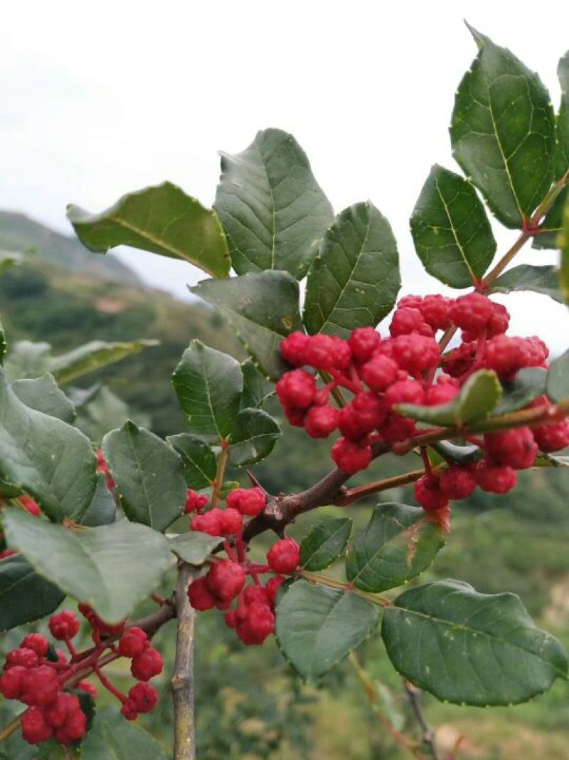 基地直销1米高大红袍花椒苗优质花椒苗批发价格花椒苗基地