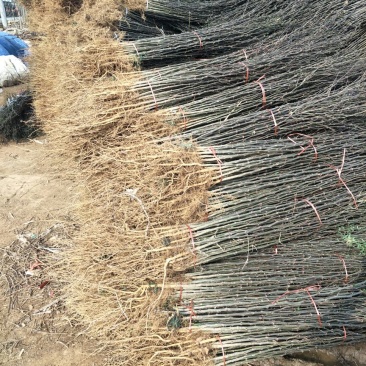 基地直销1米高大红袍花椒苗优质花椒苗批发价格花椒苗基地