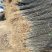 基地直销1米高大红袍花椒苗优质花椒苗批发价格花椒苗基地