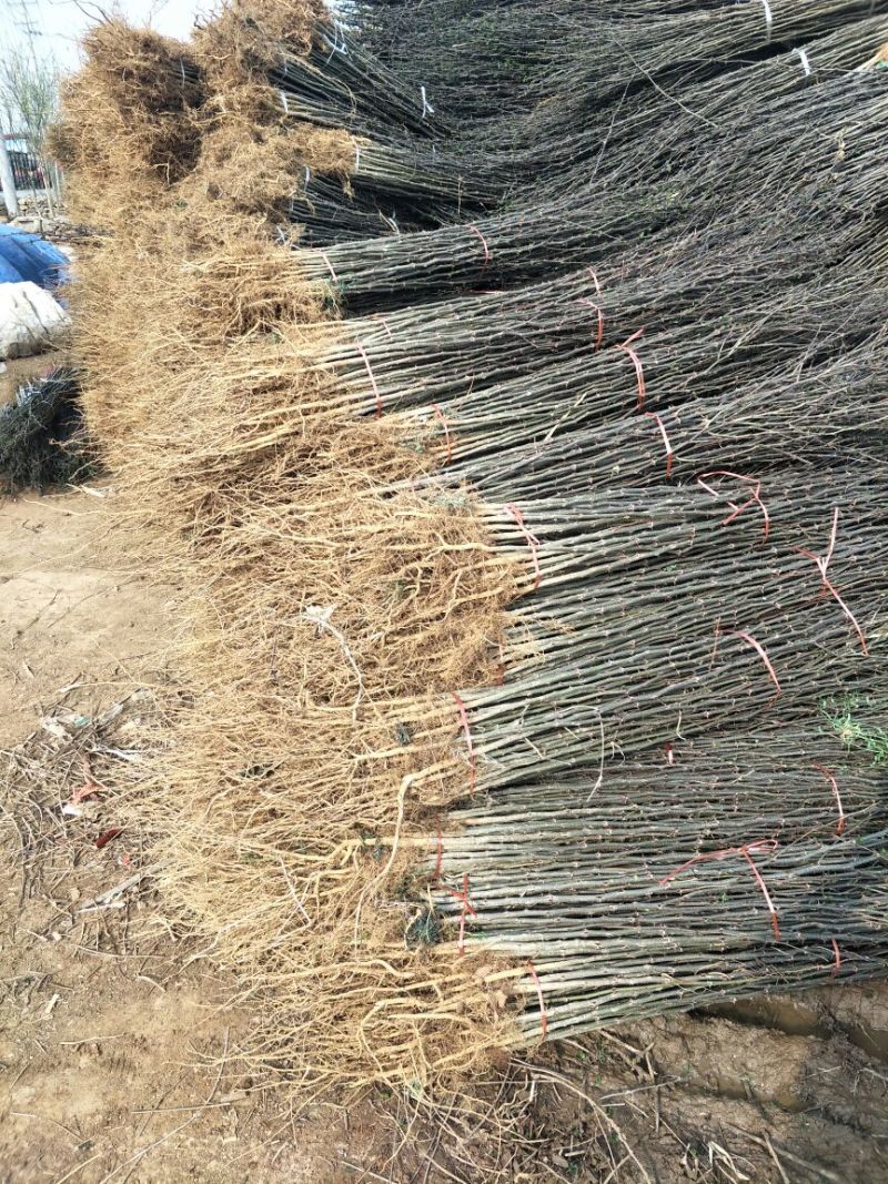 基地直销1米高大红袍花椒苗优质花椒苗批发价格花椒苗基地