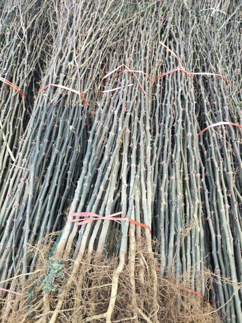 基地直销1米高大红袍花椒苗优质花椒苗批发价格花椒苗基地